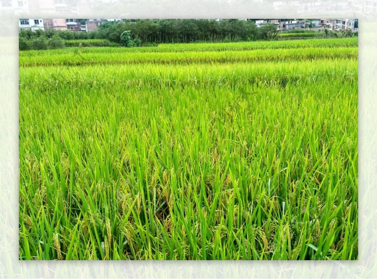 雨天的乡村田野