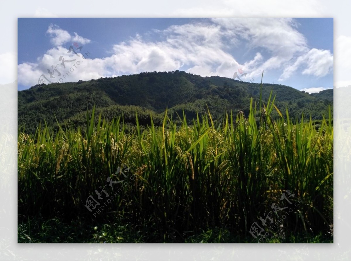 山川的田野