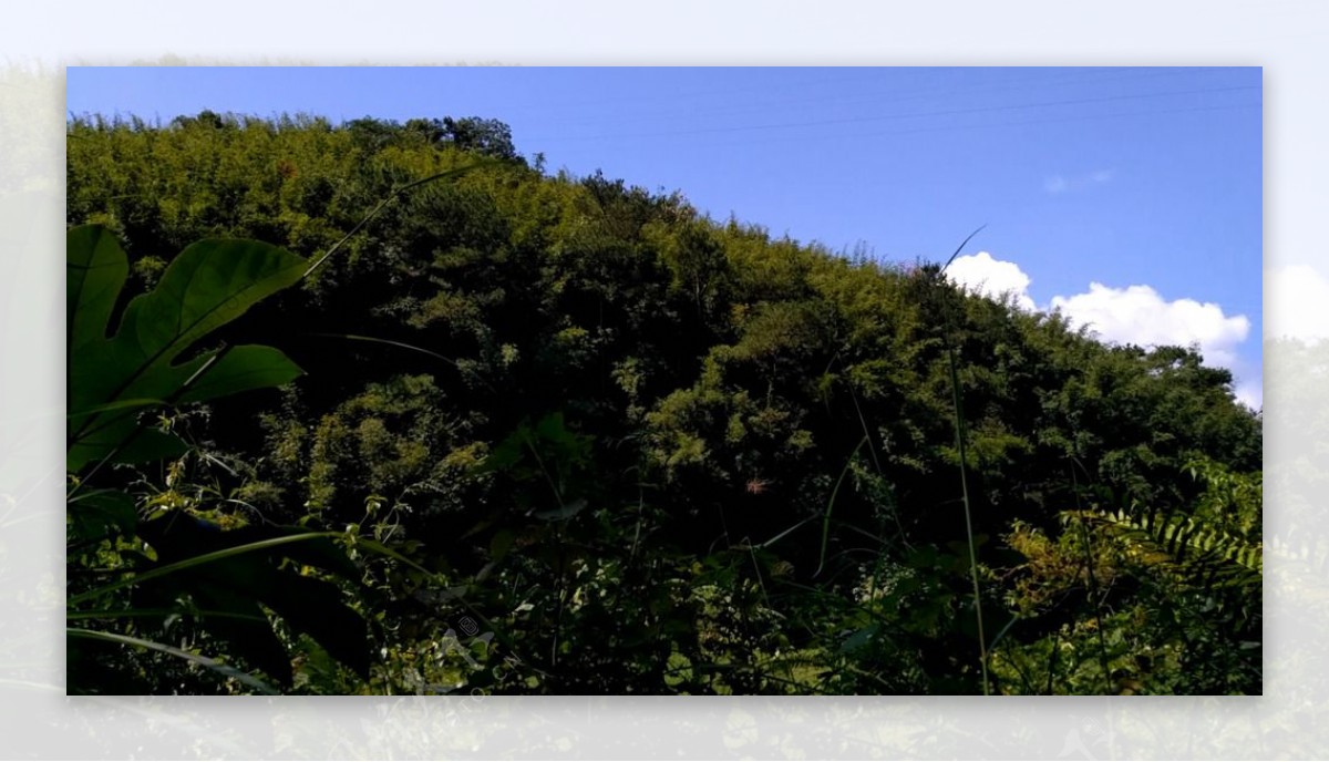 山川的树林延时摄影