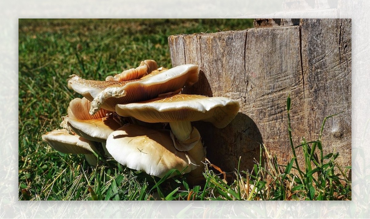 野生木材蘑菇