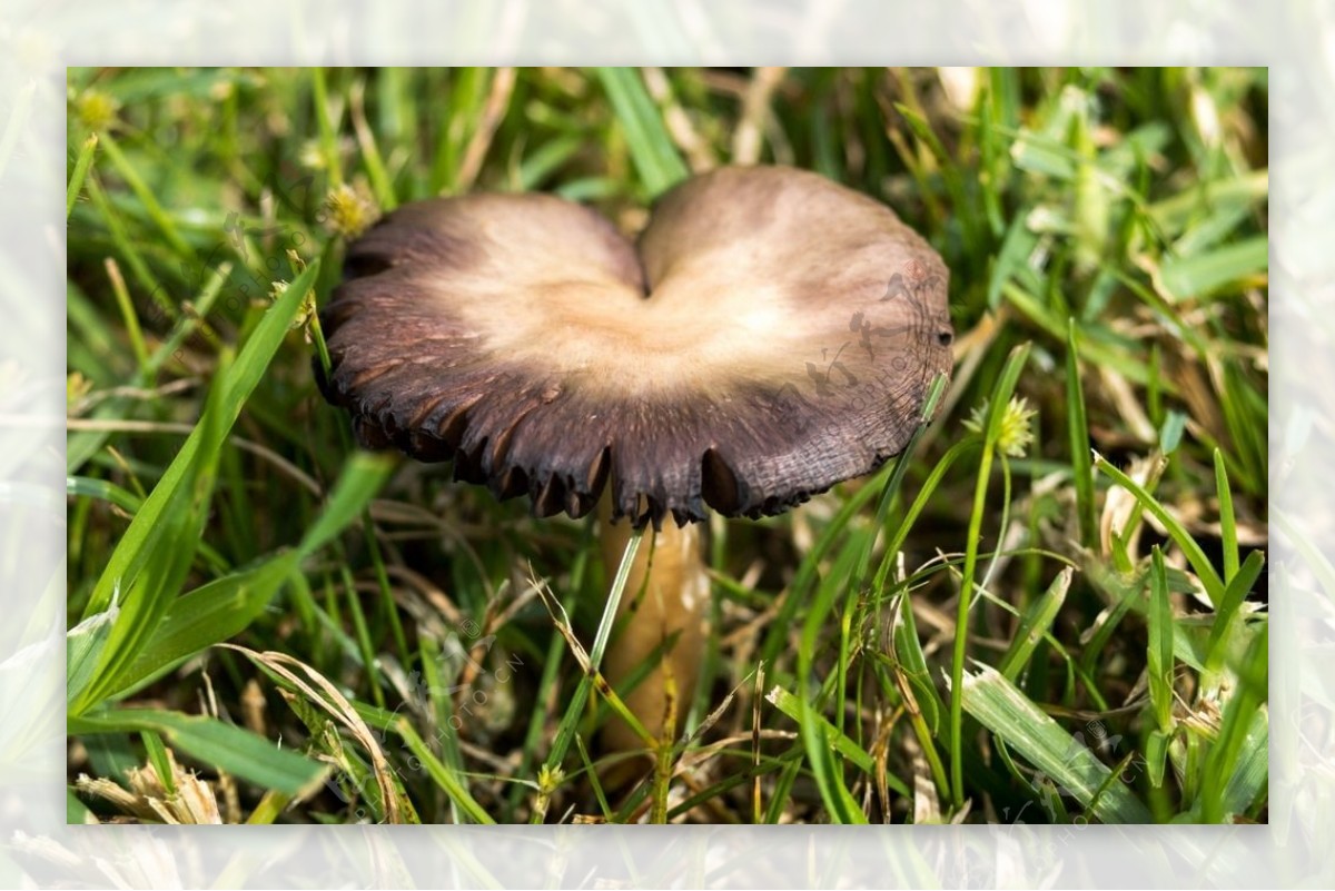 草地黑蘑菇