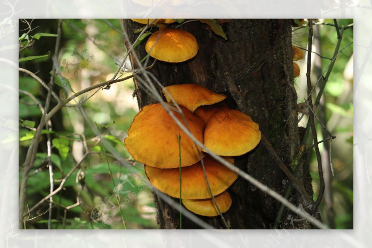 椴木蘑菇