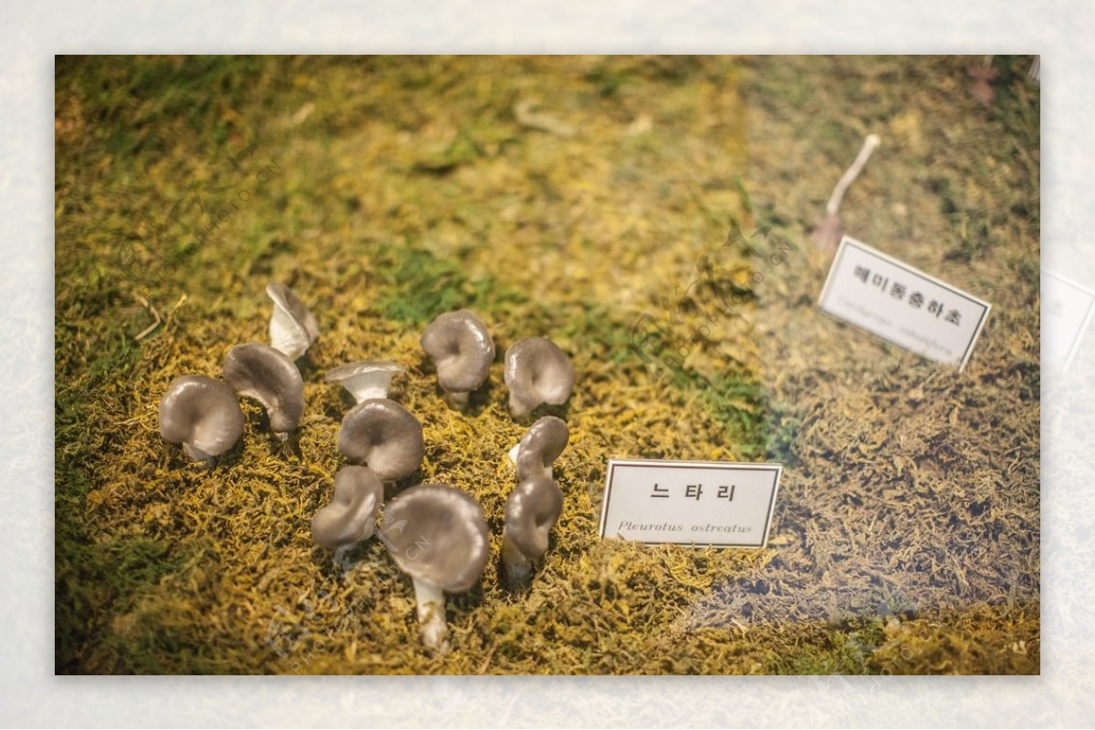 济州岛博物馆菌类标本