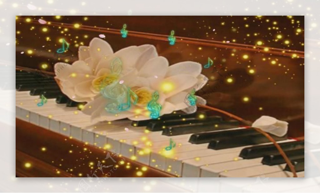 花瓣中钢琴弹奏