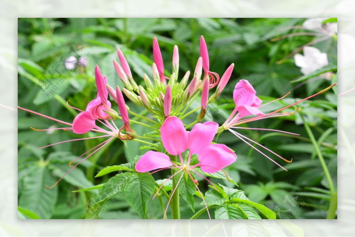 醉蝶花