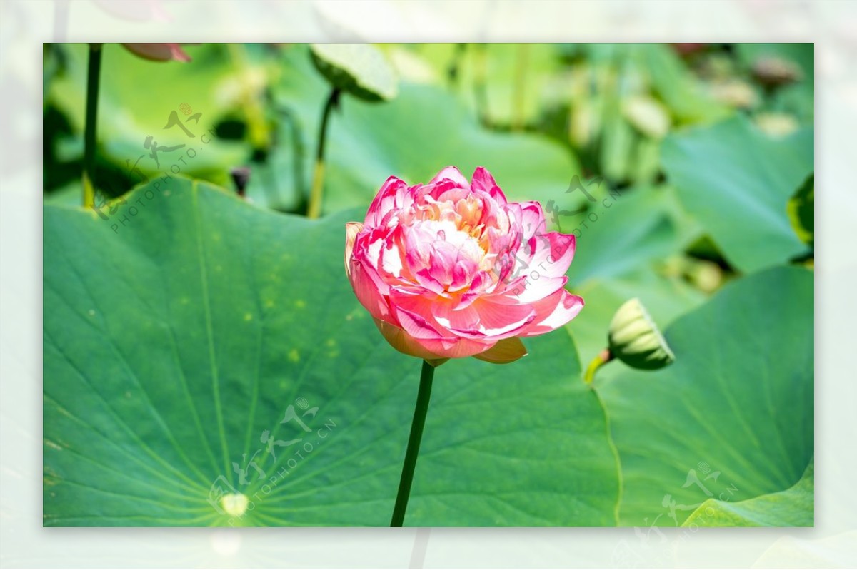 漂亮紫色雏菊图片菊花雏菊