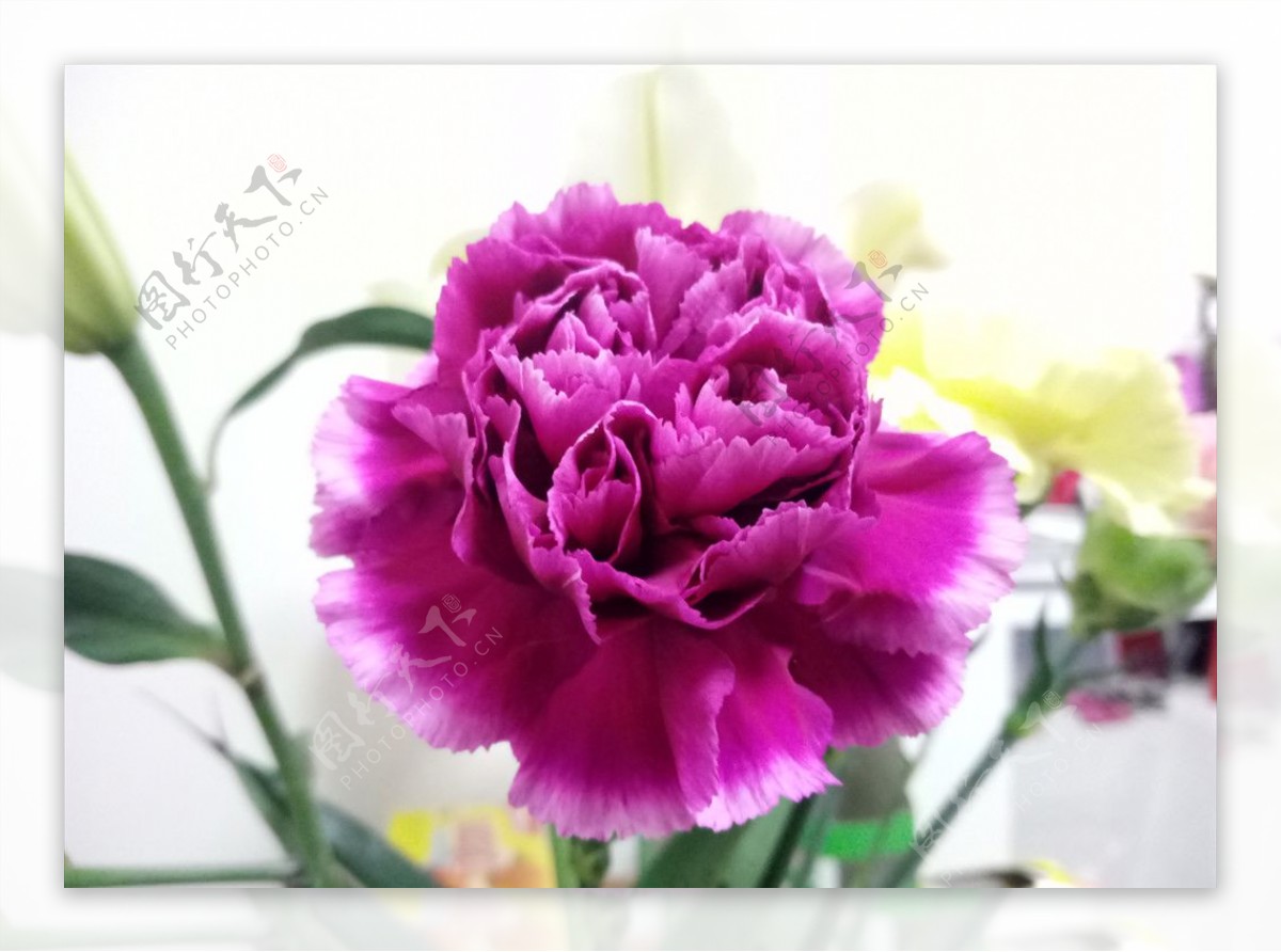 紫色康乃馨母亲花