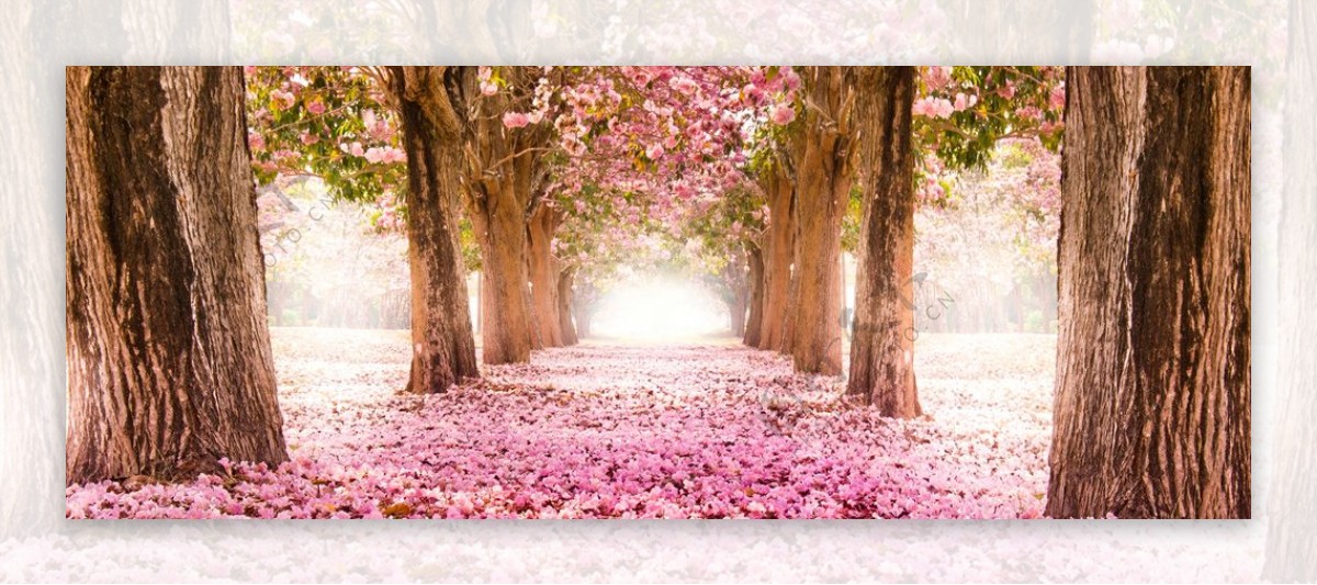粉红樱花小道风景