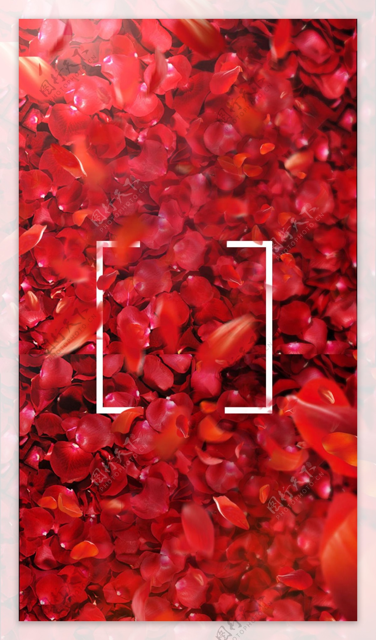 唯美红色花瓣H5背景素材