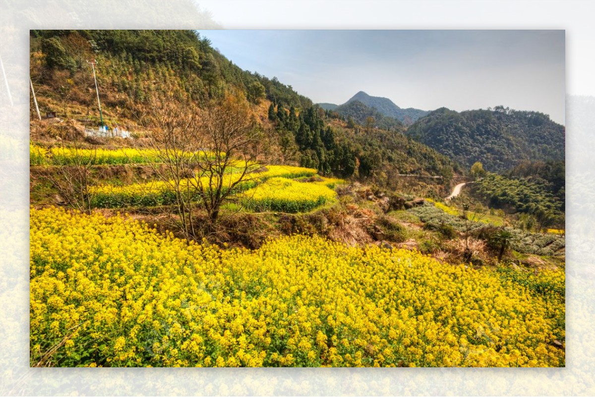 胥岭村油菜花