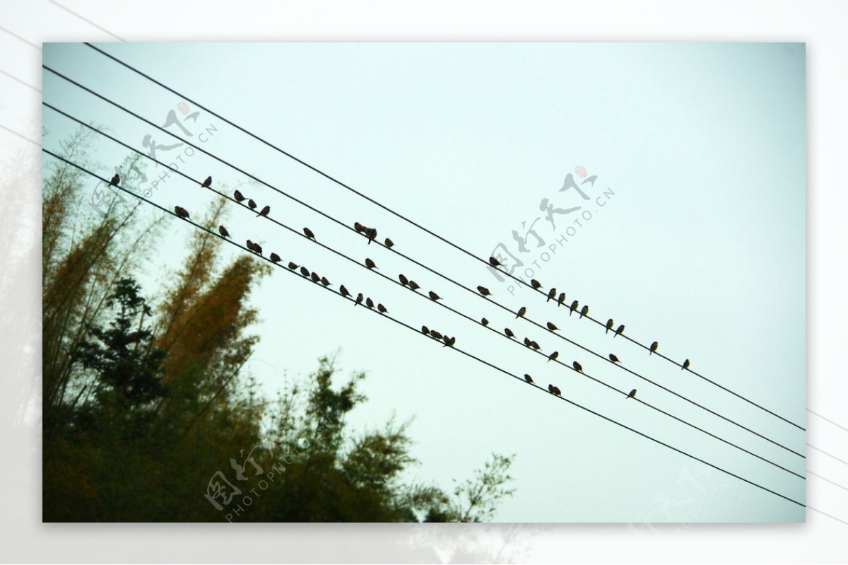 乡村景观电线群鸟