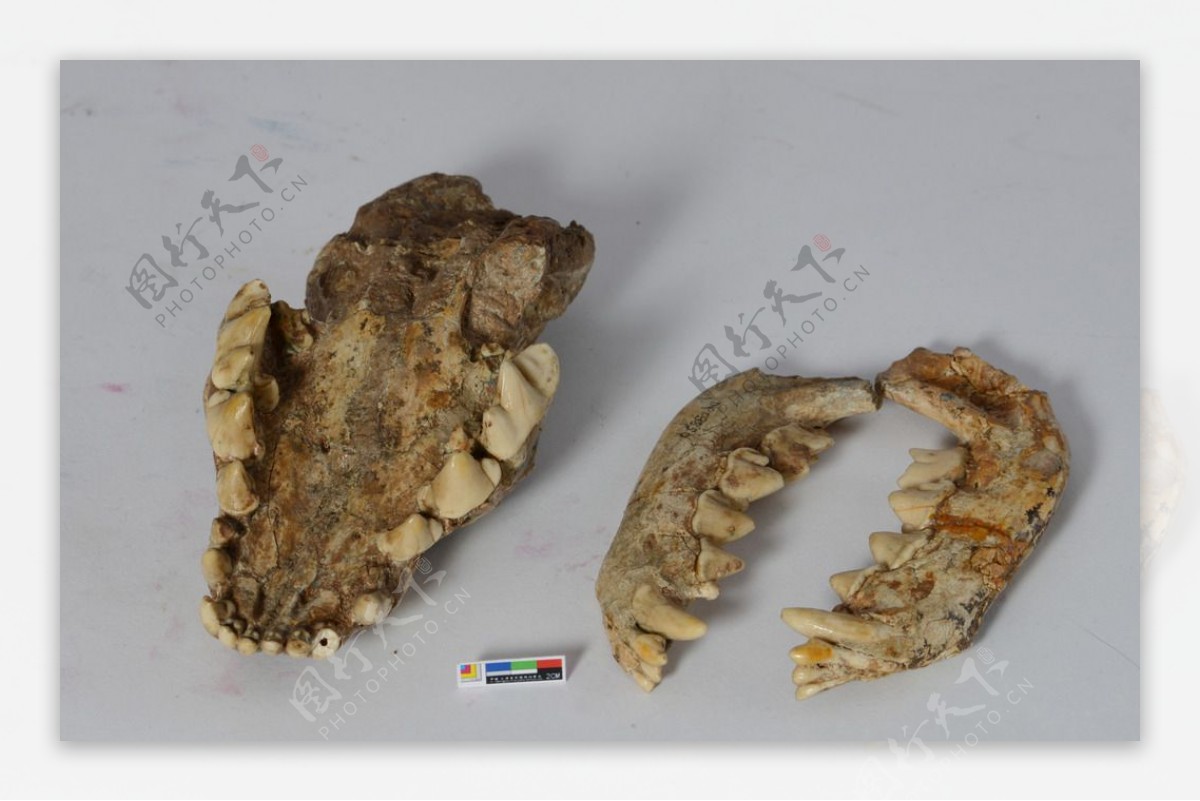 古生物下颌骨化石标本