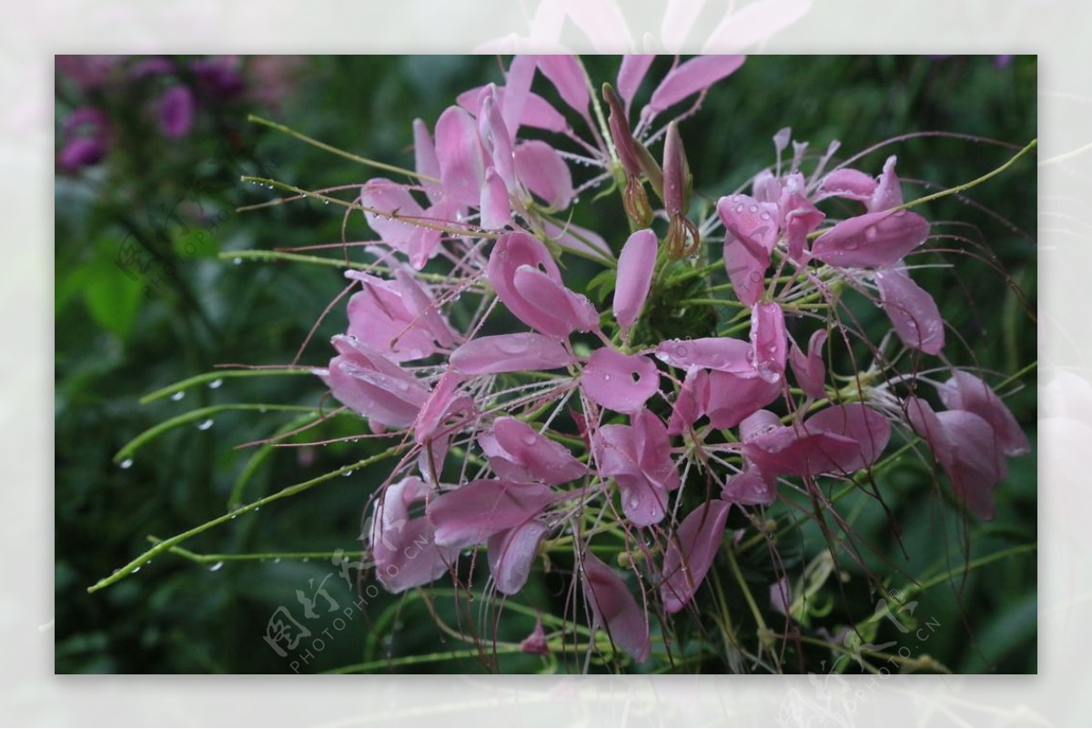 醉蝶花