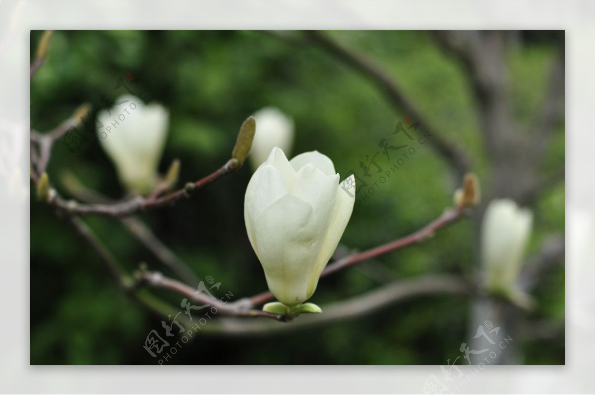 木兰花