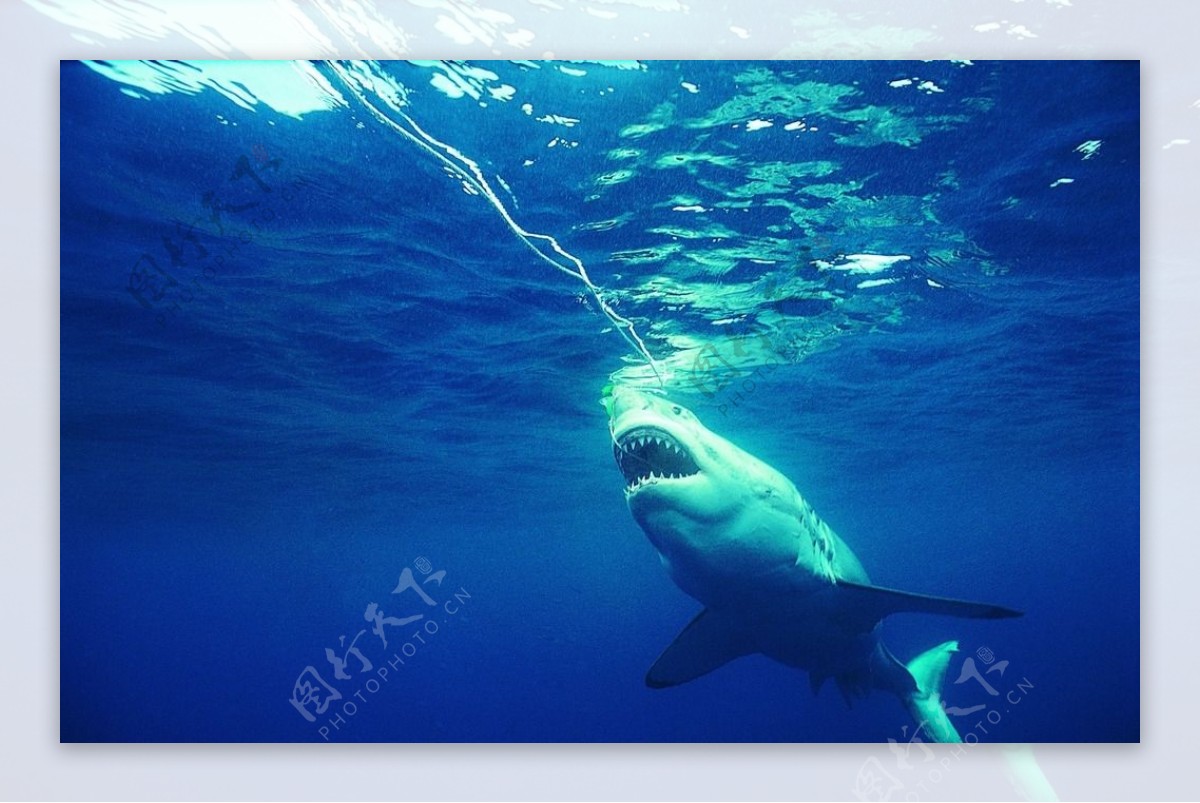 海洋鲨鱼海洋生物蓝色海洋