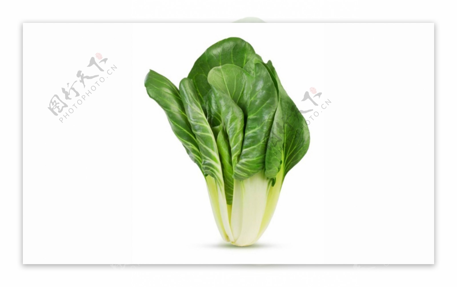 蔬菜青菜小白菜植物叶子食物