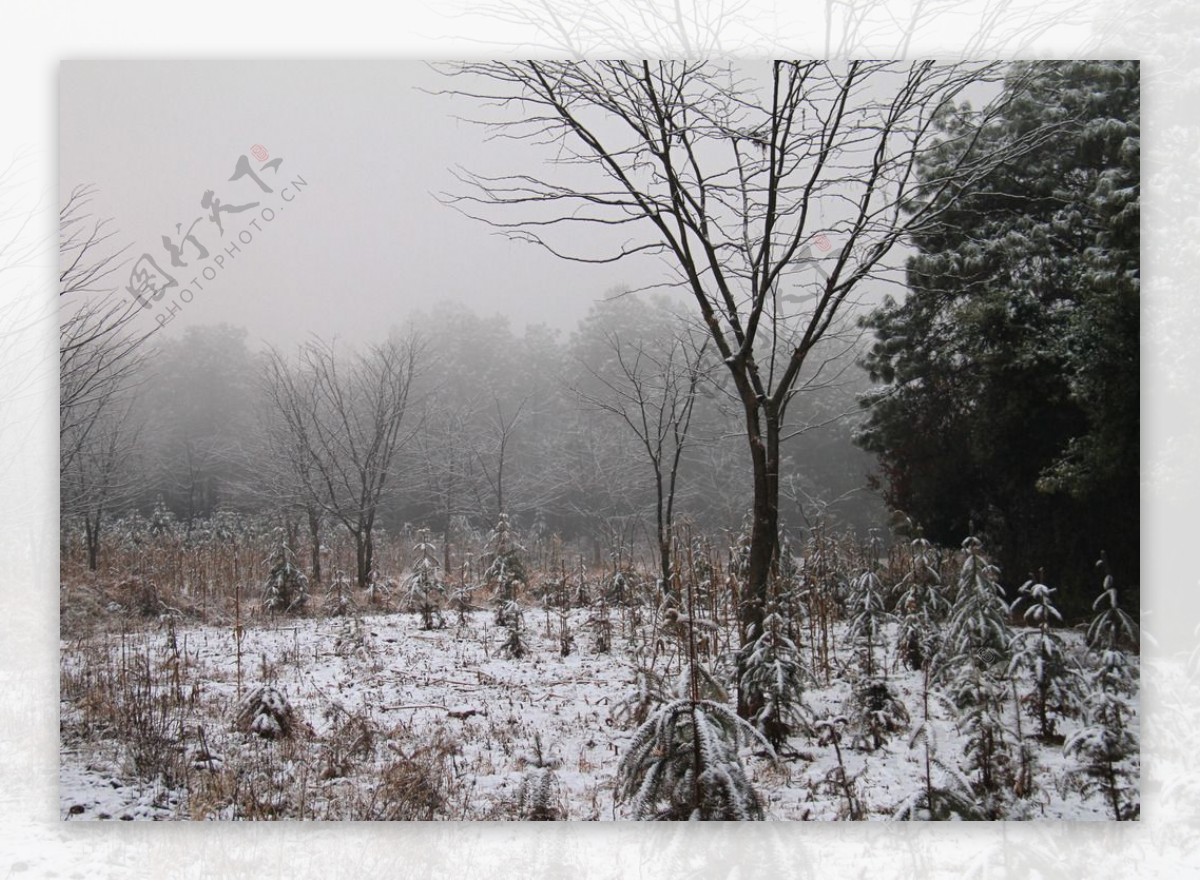 瑞雪迷雾笼罩极边山林