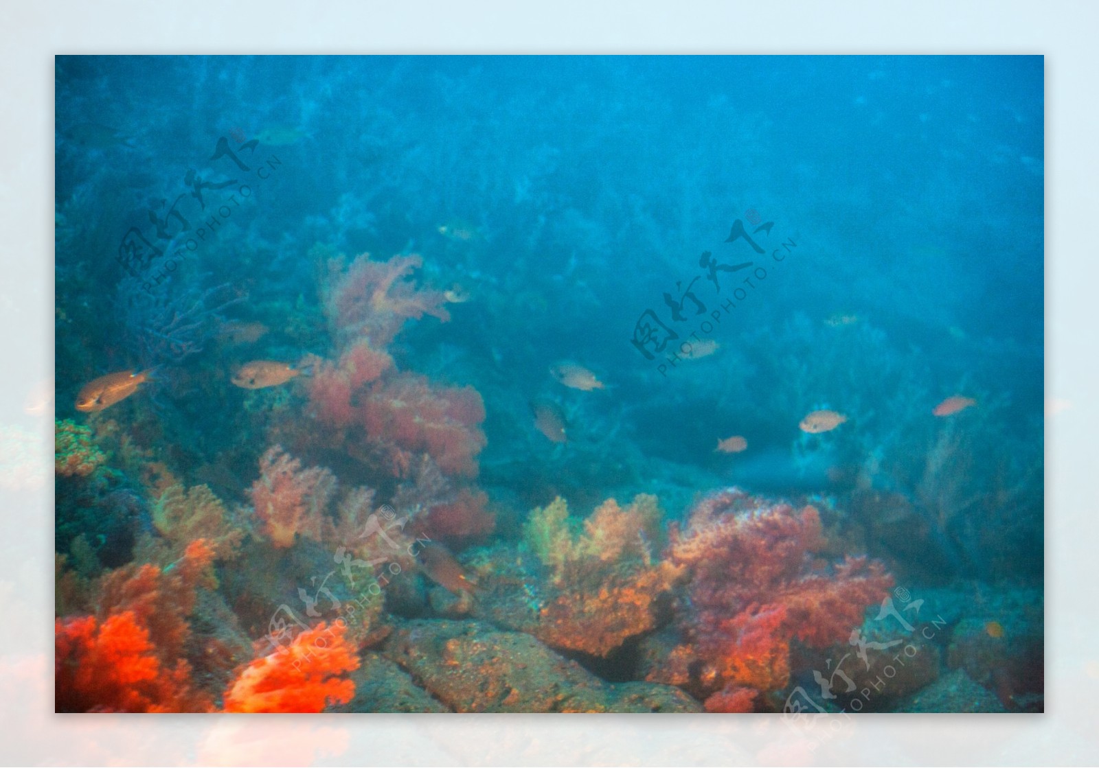 济州岛海底生物景观