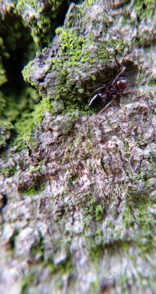蚂蚁树苔藓