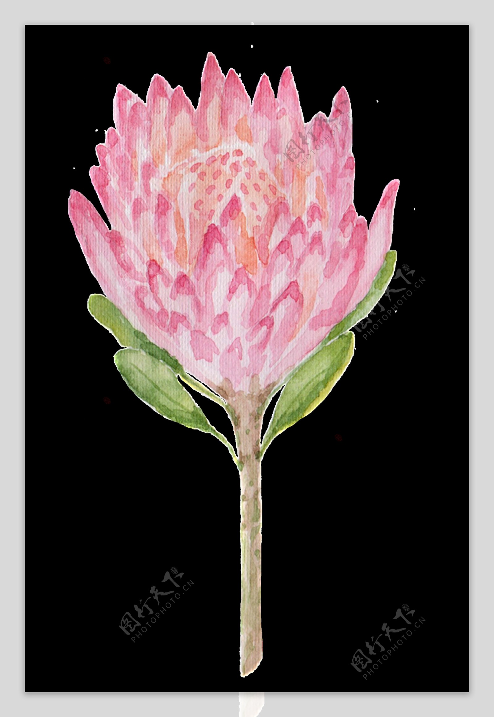粉色植物透明装饰图案