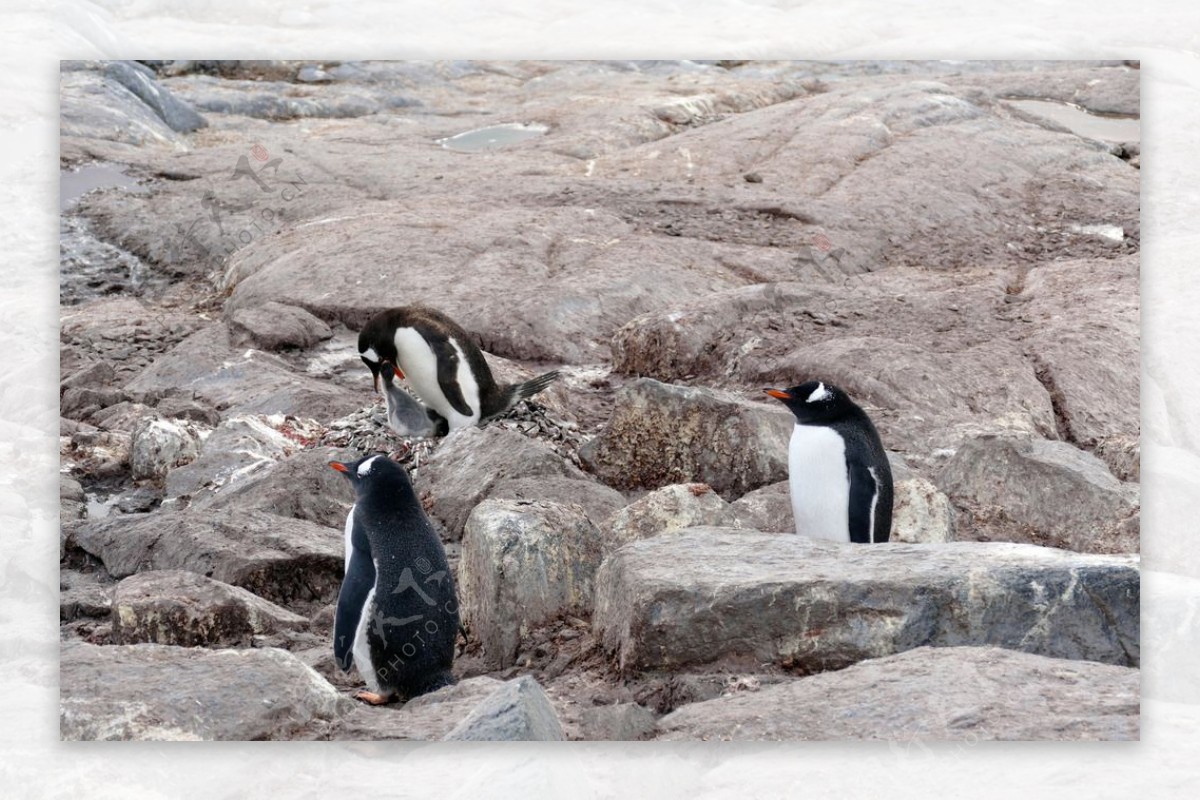 南极洲的金图企鹅l