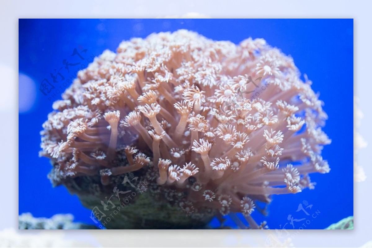 圆帽珊瑚