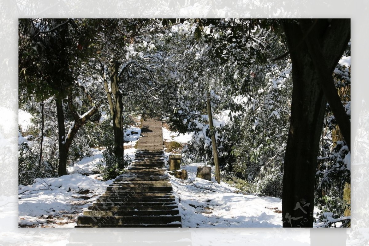 雪后的林间小路