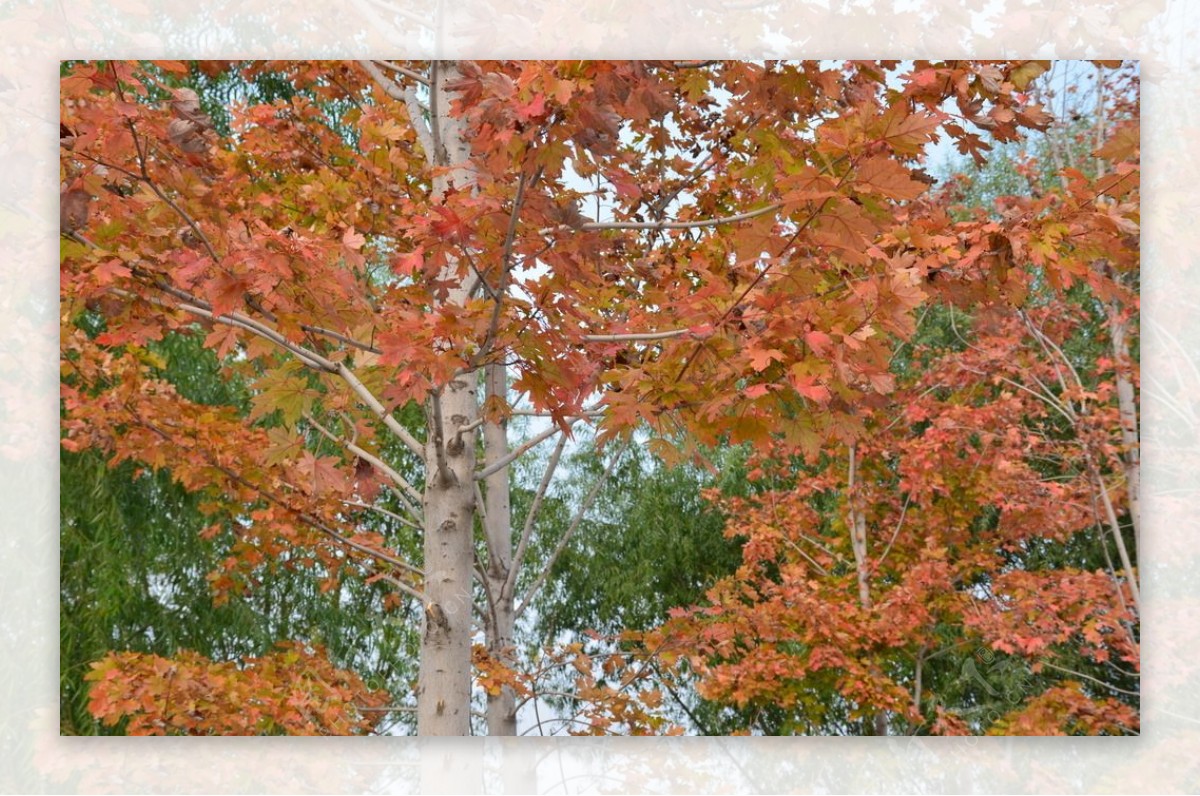 秋天树木