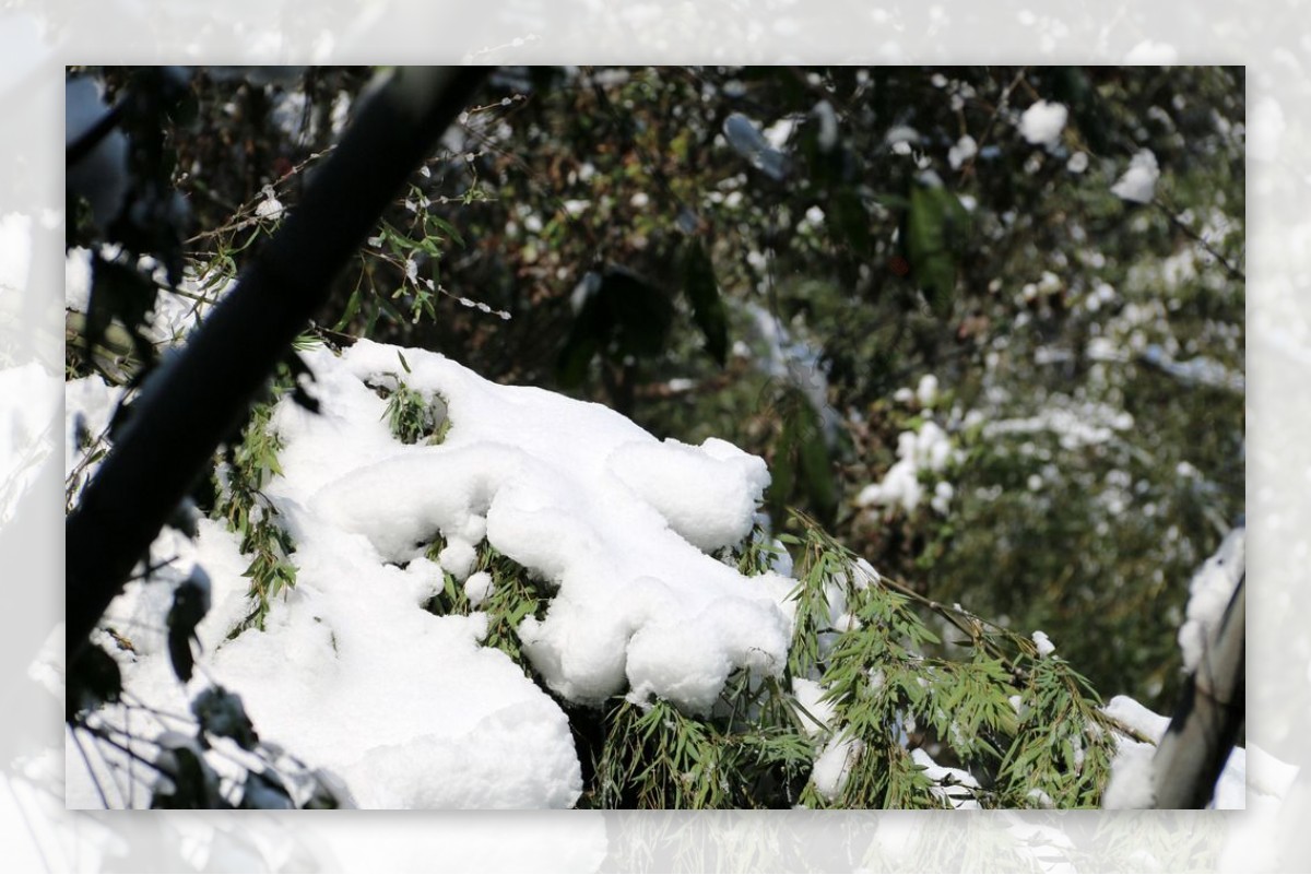 竹叶上的雪