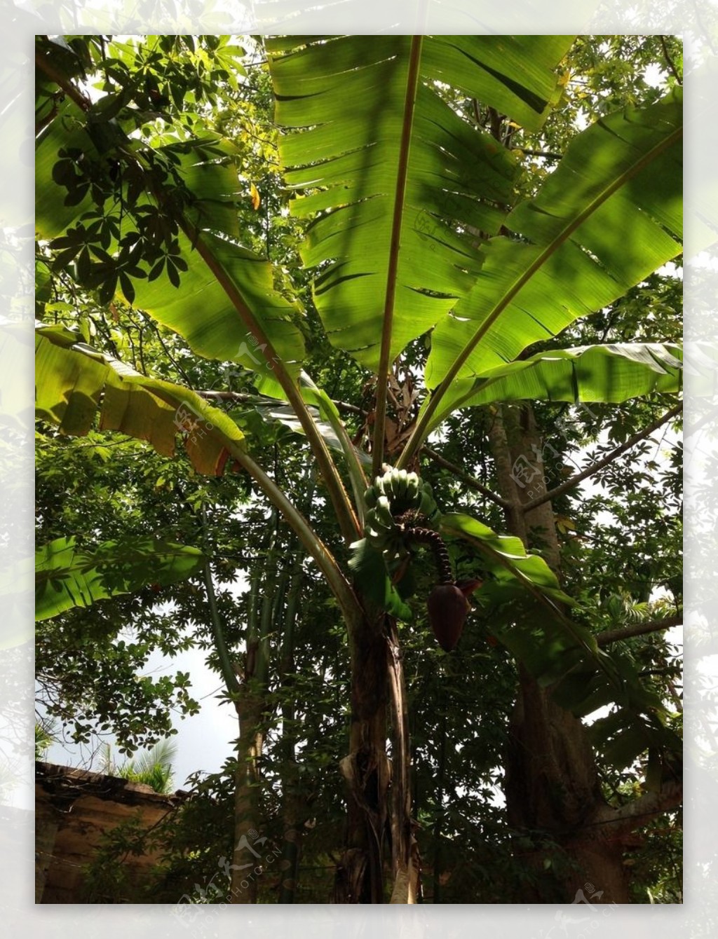 海南芭蕉树