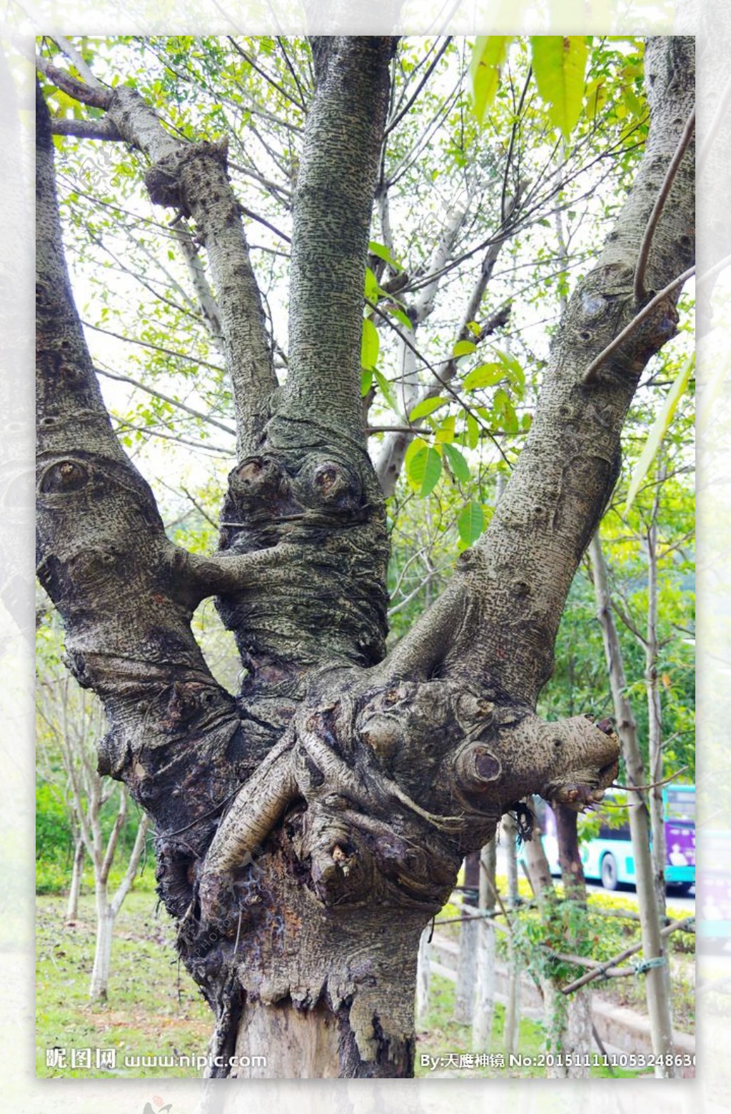 分枝树木间隙交织