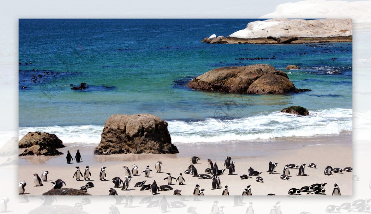 南非企鹅