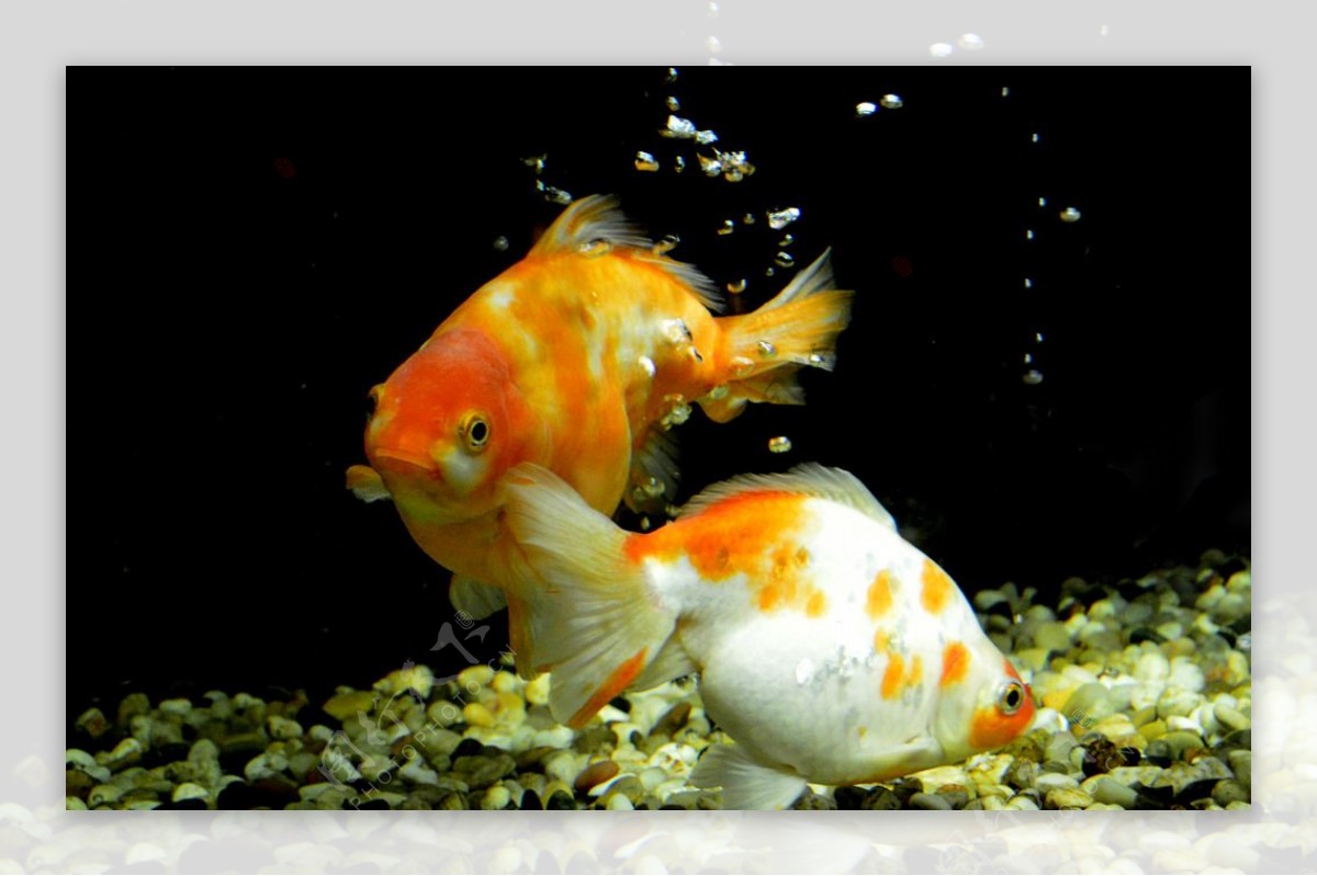 红白锦鲤金鱼