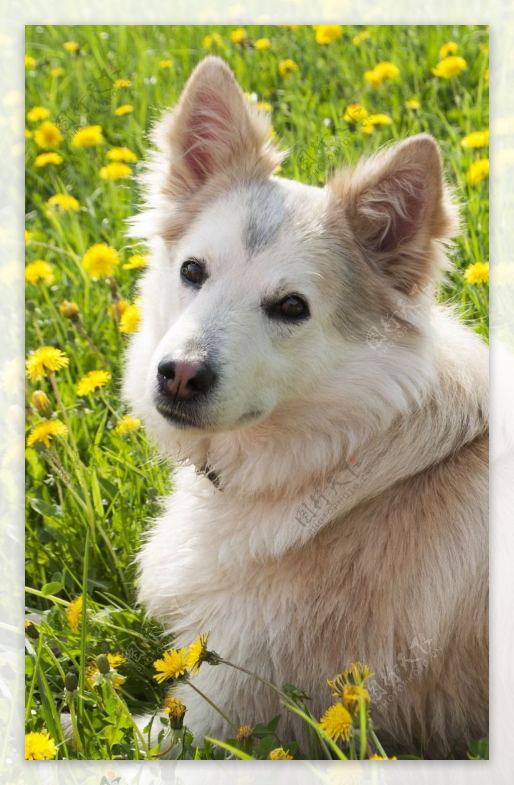 可爱西伯利亚犬宠物
