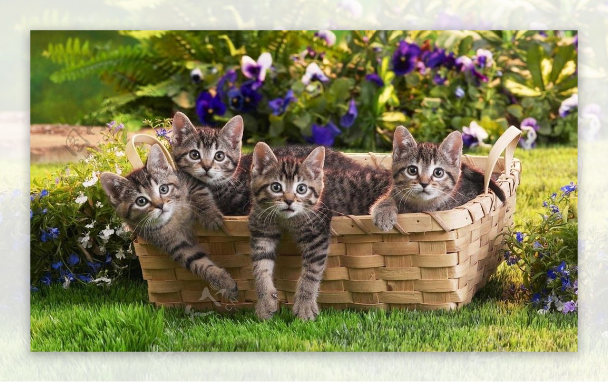 篮子里的四只小猫