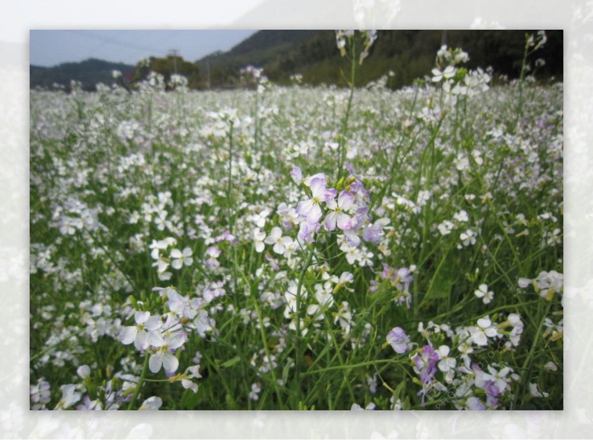 白油菜花