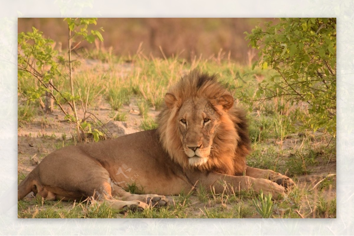 非洲雄狮写真