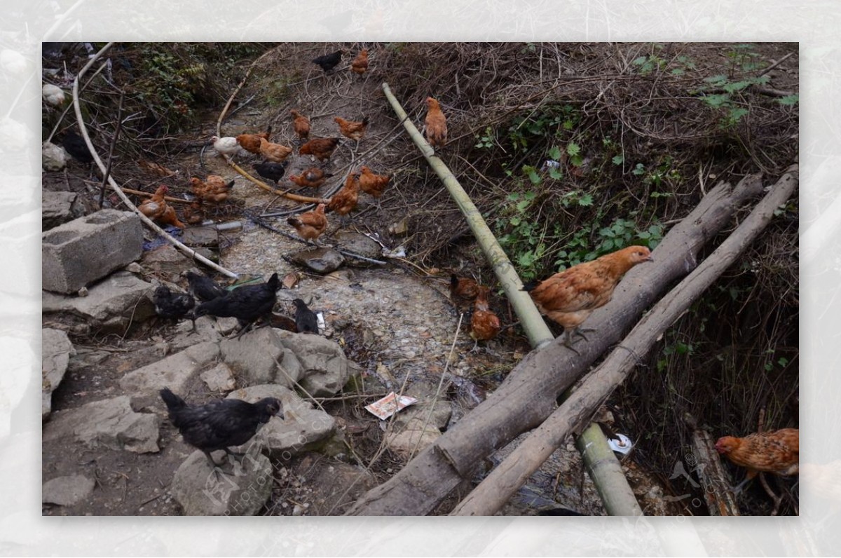 【普通秧鸡摄影图片】生态摄影_qz30783605_太平洋电脑网摄影部落