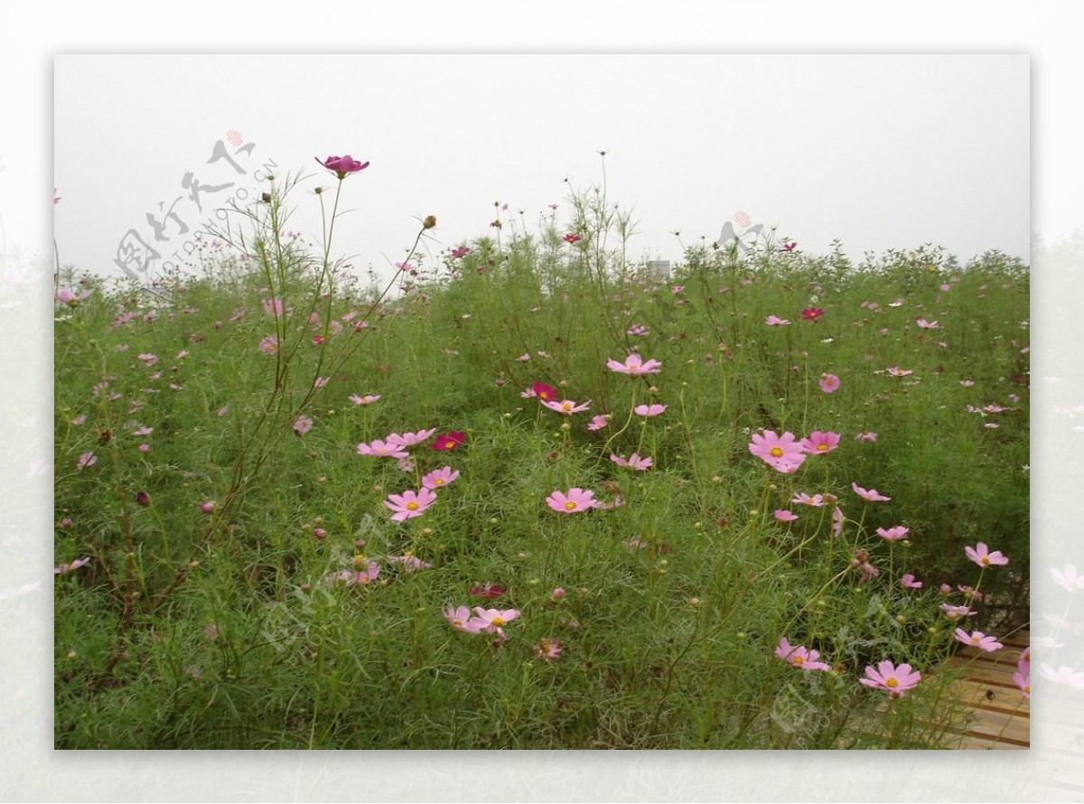 七里海格桑花