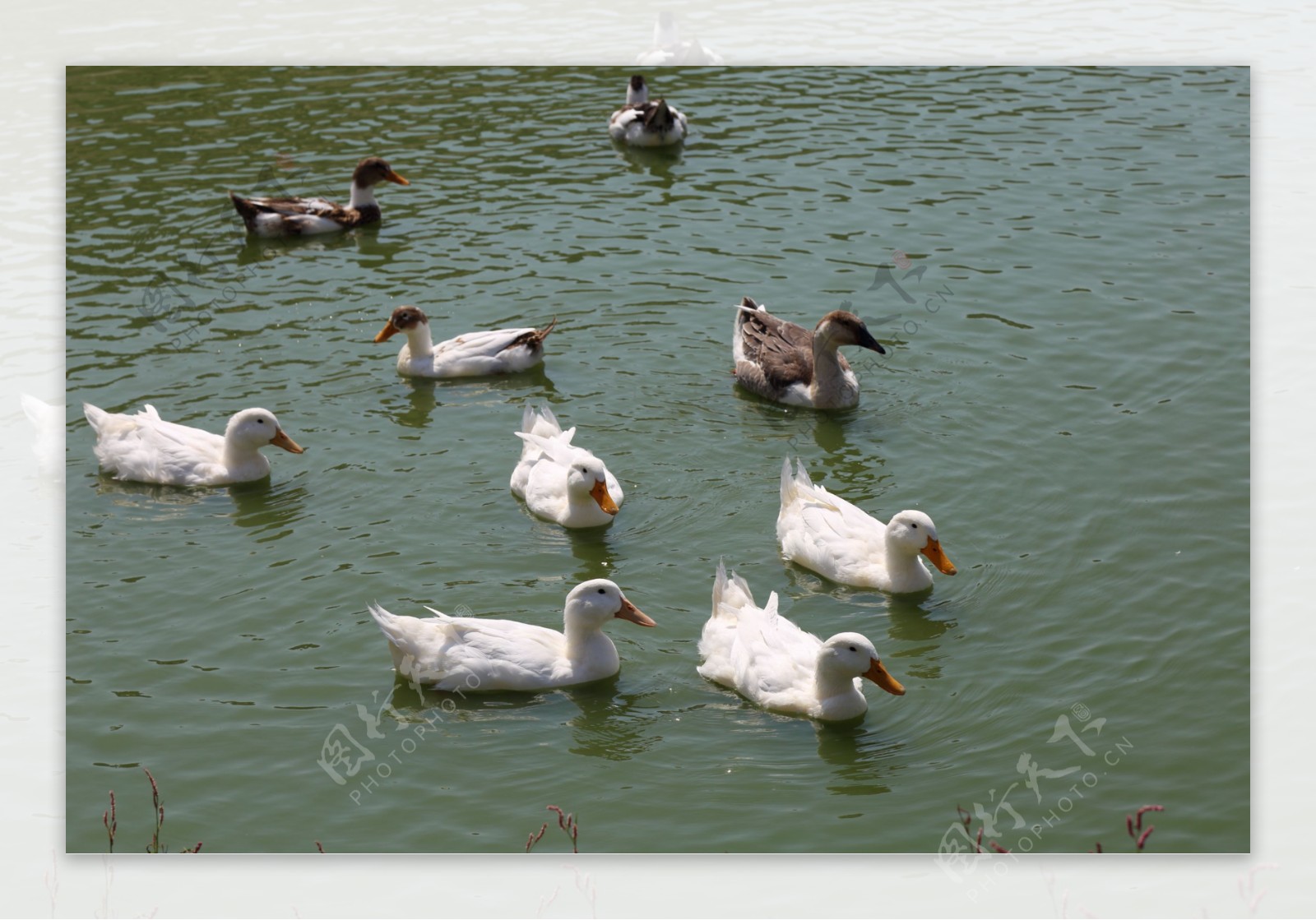 在水上鸭子摄影图高清摄影大图-千库网
