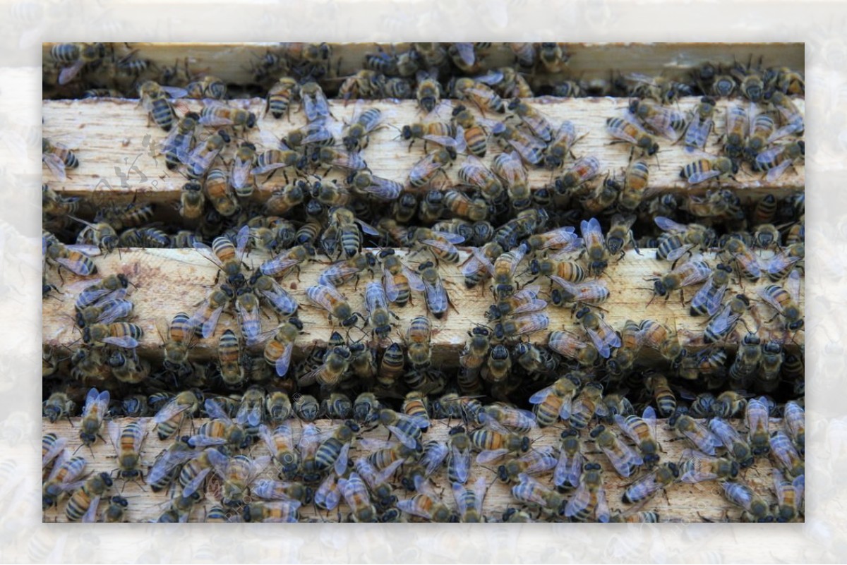 长白山蜜蜂意蜂蜂箱