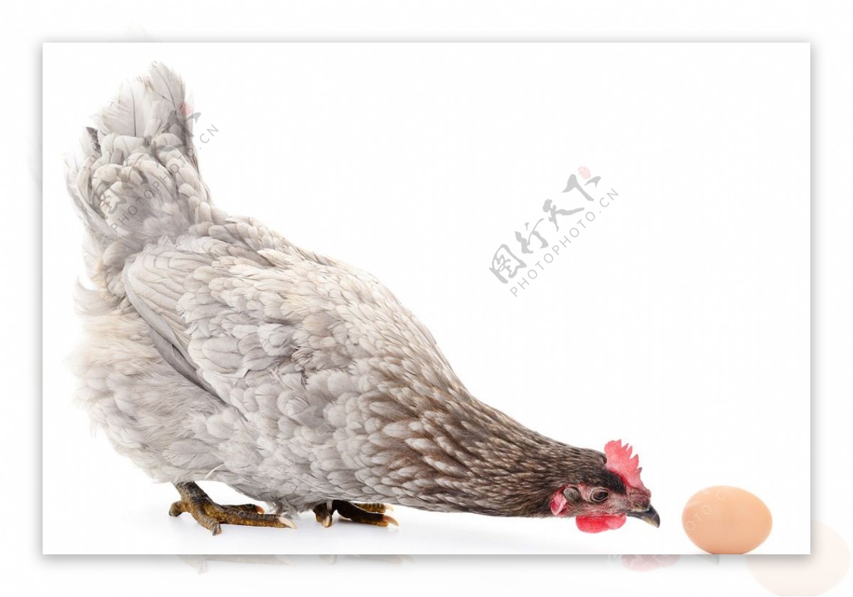 母鸡和鸡蛋