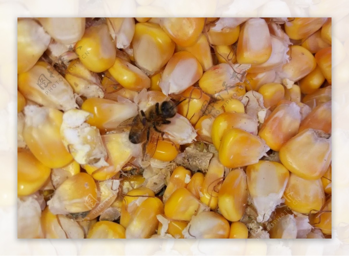 玉米粒中的蜜蜂