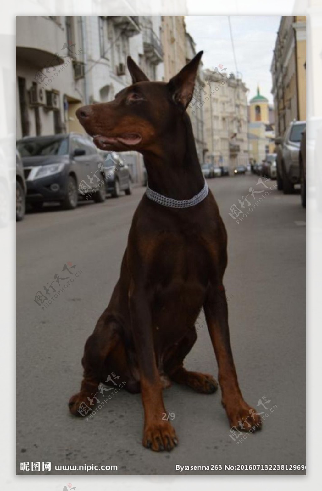 杜宾犬doberman