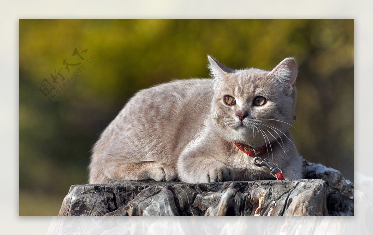 宠物猫可爱的小猫