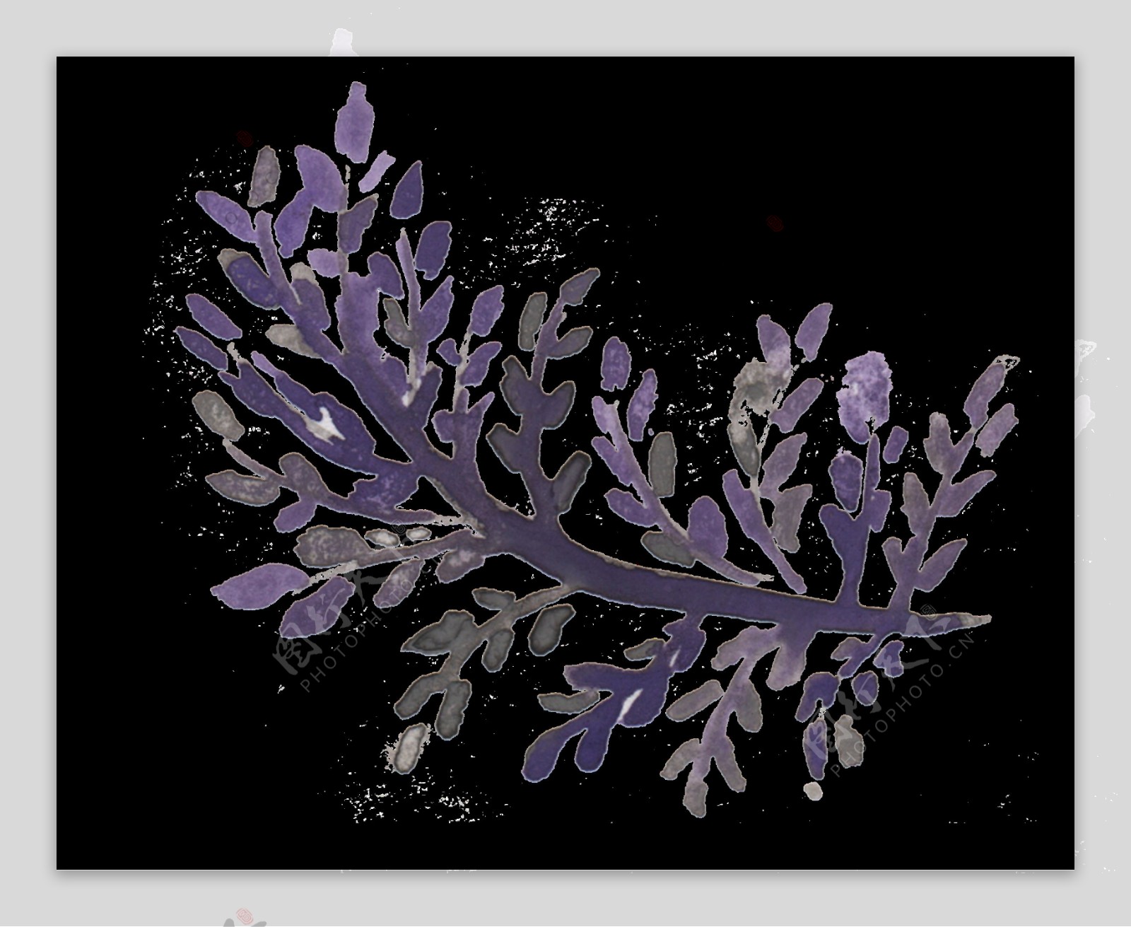 紫色植物水彩手绘透明素材