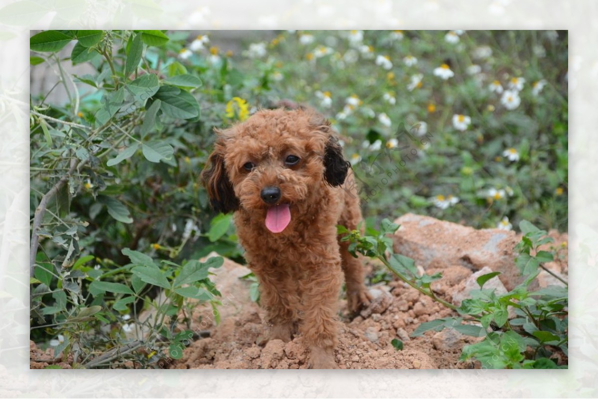 宠物狗泰迪贵宾小型犬