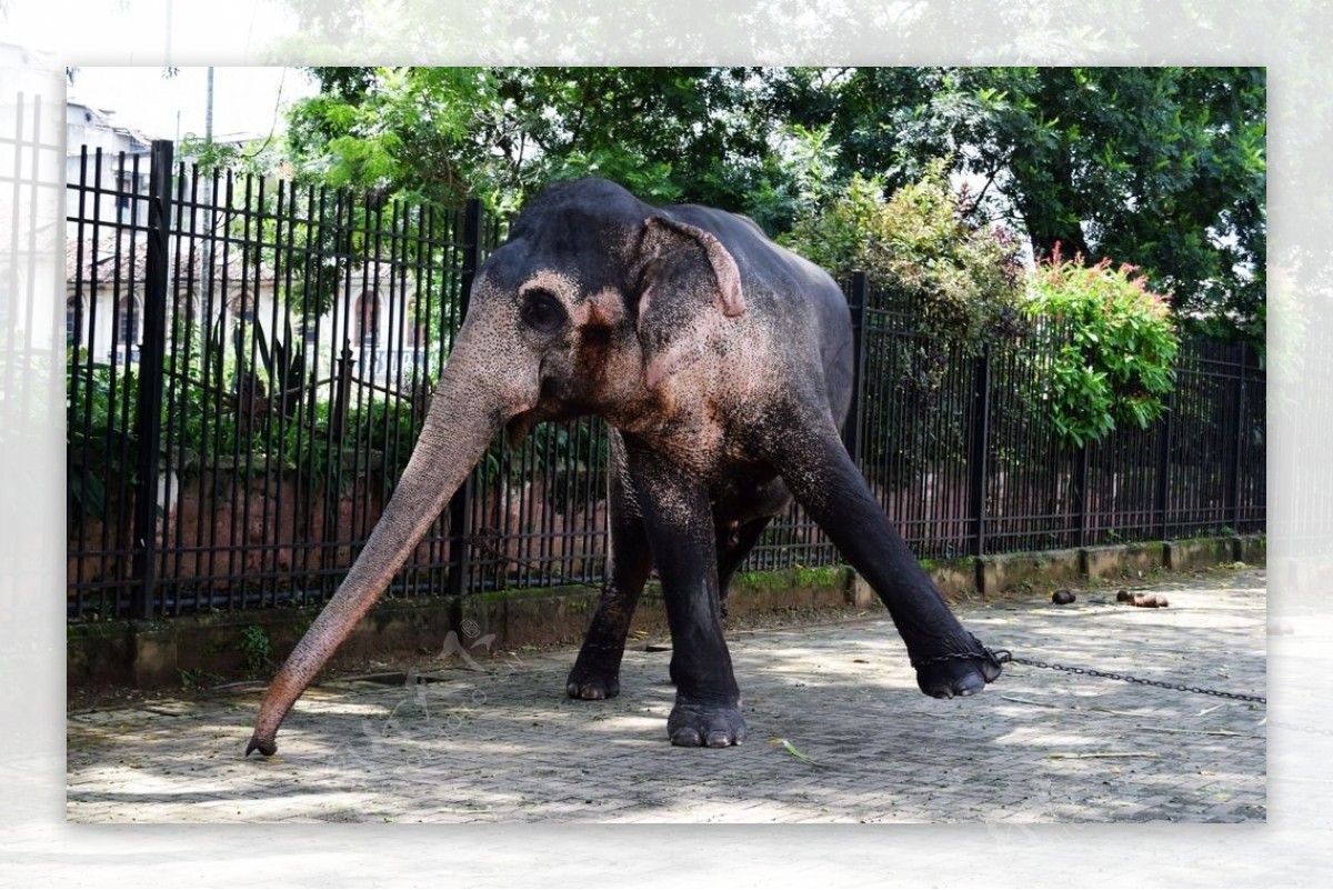 斯里兰卡大象