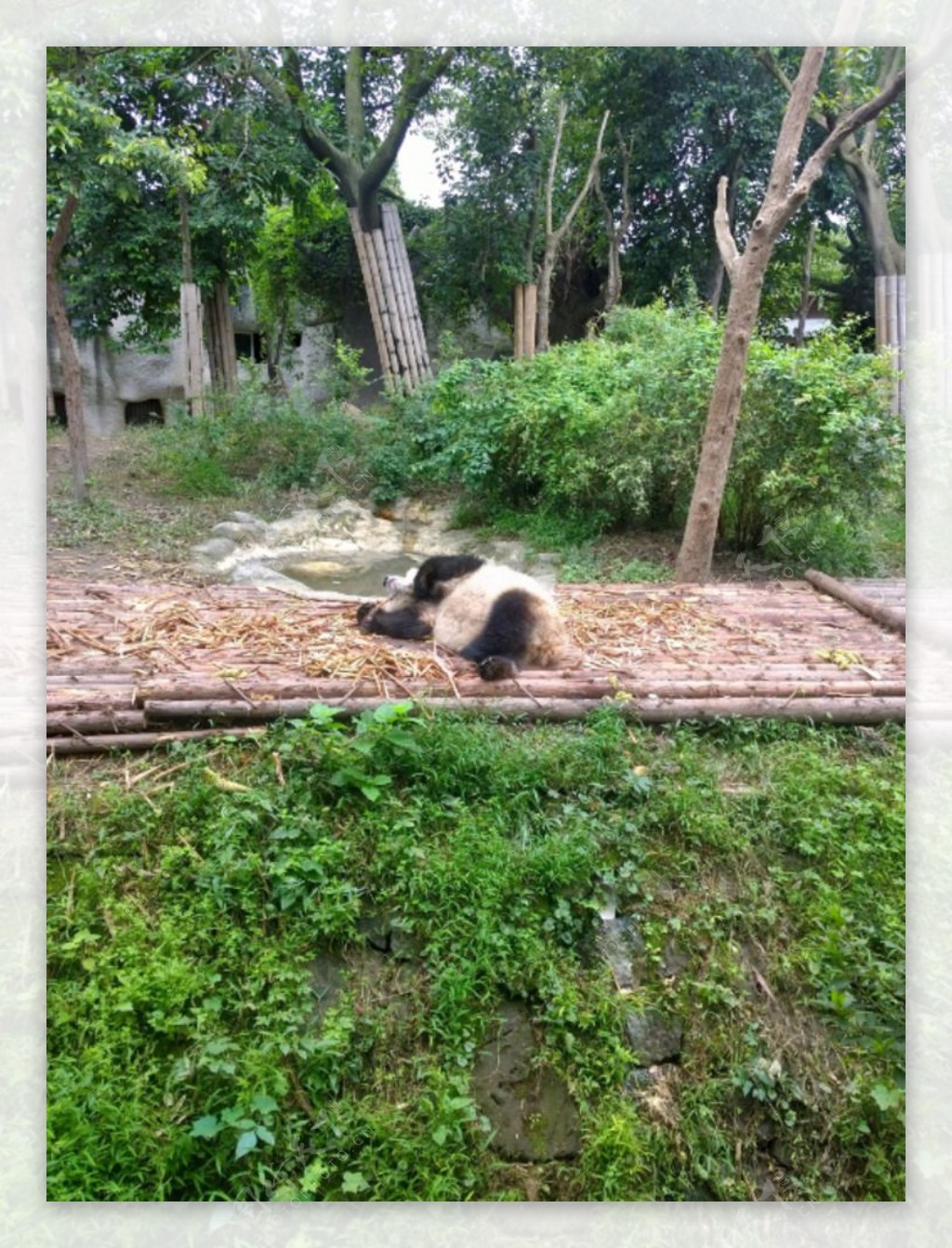 大熊猫躺着吃竹子