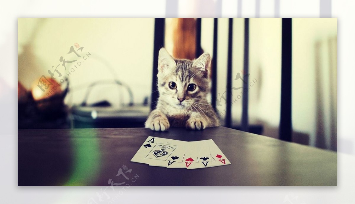 玩扑克的猫